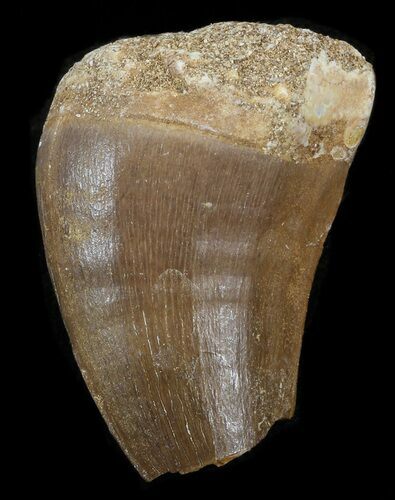 Bargain Mosasaur (Prognathodon) Tooth #43333
